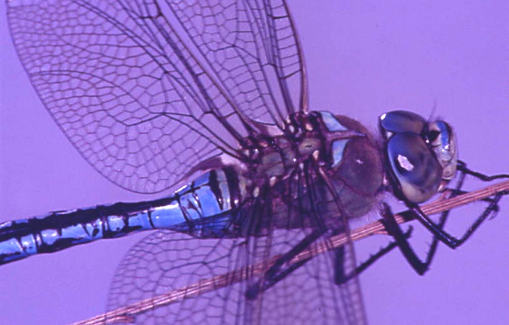 Anax imperator
